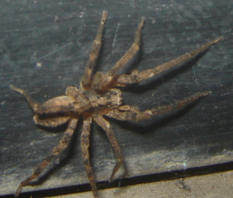 Zoropsis sp.